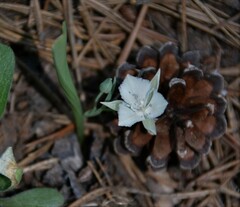 Calochortus minimus