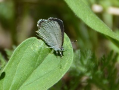 Celastrina echo