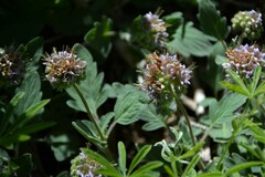 Hydrophylloideae