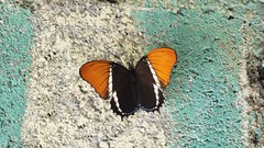 Siproeta epaphus epaphus