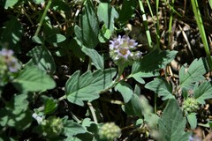 Hydrophylloideae