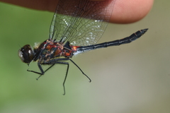 Leucorrhinia proxima