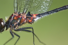 Leucorrhinia proxima
