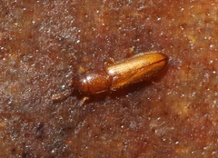 Languriinae