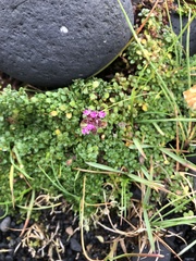 Thymus praecox britannicus