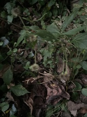 Hieracium paniculatum