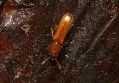 Languriinae