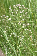Erigeron