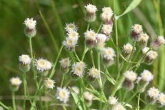 Erigeron
