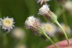 Erigeron