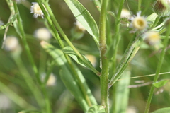 Erigeron