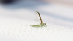 Callibaetis floridanus
