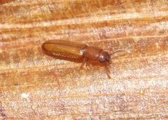 Languriinae