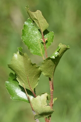 Betula