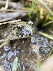 Fejervarya kawamurai