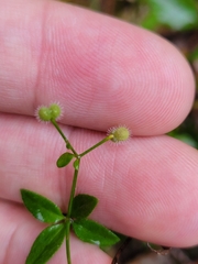 Galium pilosum