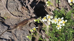 Liolaemus zapallarensis