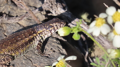 Liolaemus zapallarensis