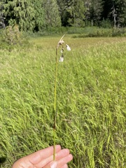 Eriophorum angustifolium