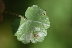 Mitella
