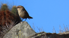 Scelorchilus albicollis