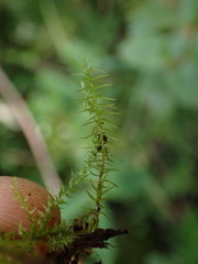 Aulacomnium palustre