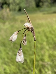 Eriophorum angustifolium