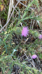 Cirsium vulgare