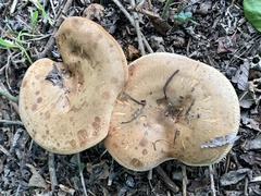 Paxillus