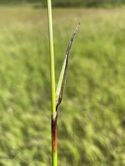 Eriophorum angustifolium