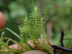 Aulacomnium palustre