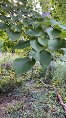 Tilia americana