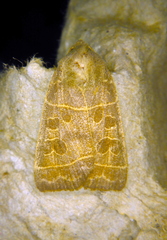 Ipimorpha pleonectusa