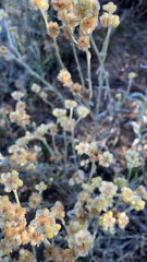 Pseudognaphalium stramineum