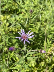 Canadanthus modestus