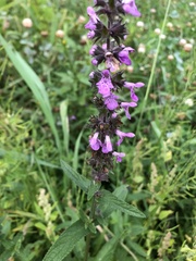 Stachys palustris