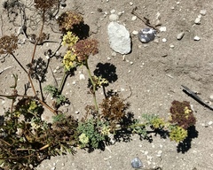 Dasispermum suffruticosum