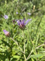 Canadanthus modestus
