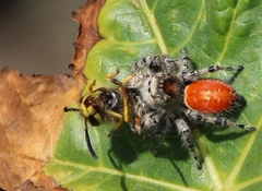 Phidippus adumbratus