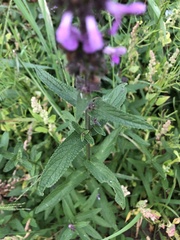Stachys palustris