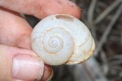 Zachrysia provisoria