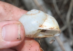 Zachrysia provisoria