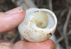 Zachrysia provisoria