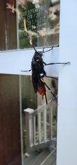 Urocerus cressoni