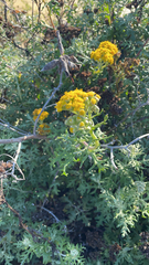 Eriophyllum staechadifolium
