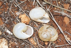 Zachrysia provisoria