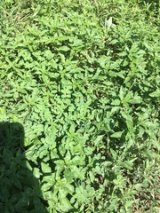 Amaranthus polygonoides