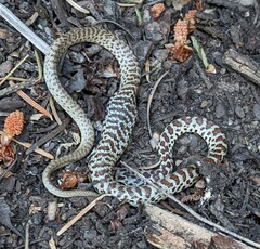 Coluber constrictor mormon