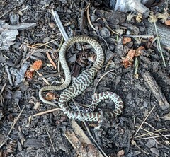 Coluber constrictor mormon