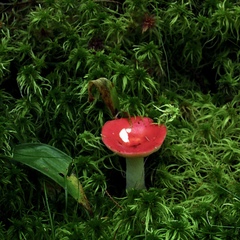 Russula emetica